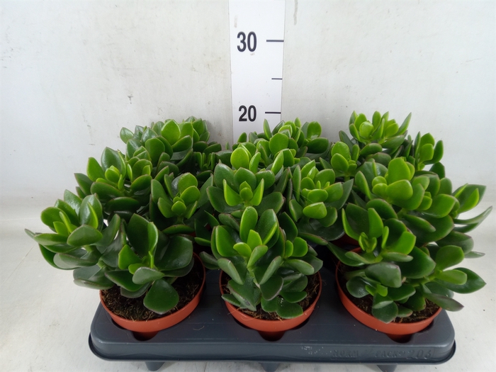 <h4>Crassula  'Hulk'</h4>