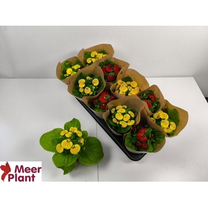 CALC X HERBEOHYBRIDA