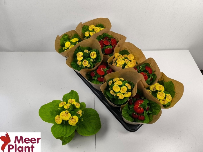 <h4>CALC X HERBEOHYBRIDA</h4>