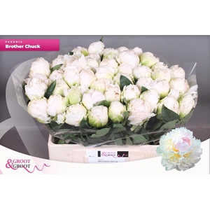 PAEO L BROTHER CHUCK