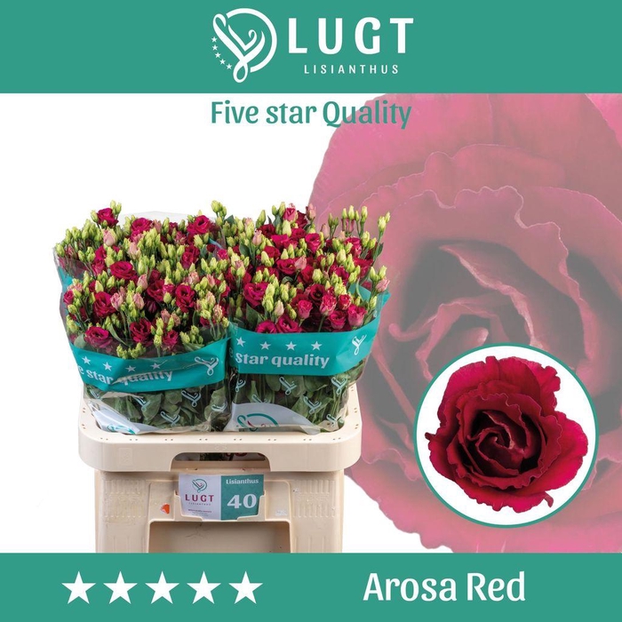 <h4>Lisianthus do arosa red</h4>
