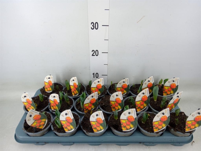 <h4>Tulipa DU 'Flamingo Baby'</h4>