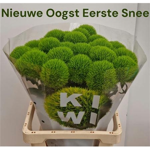 Di Barb Kiwi Mellow