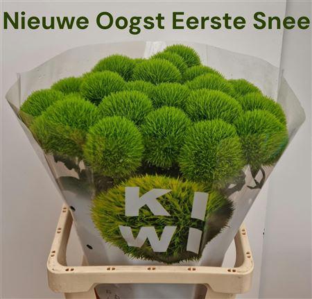 <h4>Di Barb Kiwi Mellow</h4>