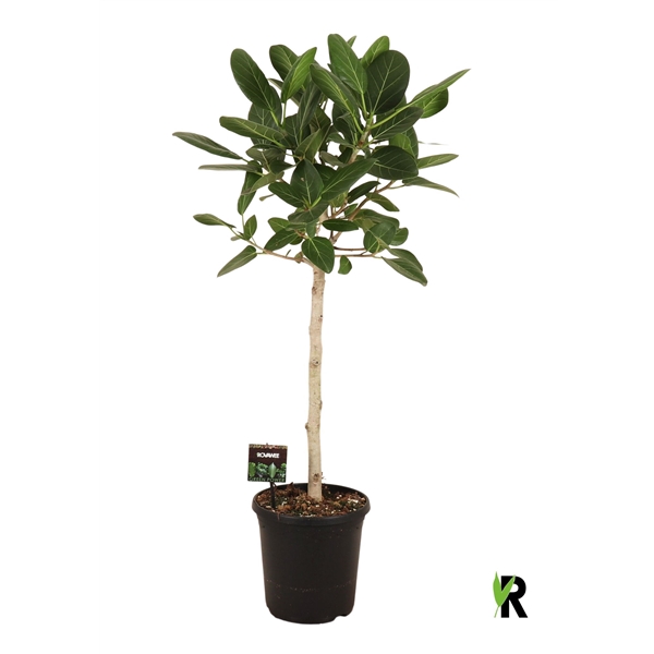 <h4>Ficus bengh Petite Audrey op stam</h4>