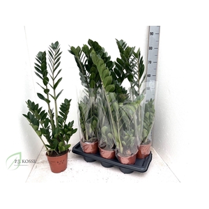 ZAMIO ZAMIIFOLIA