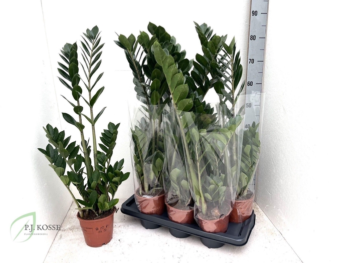 <h4>ZAMIO ZAMIIFOLIA</h4>