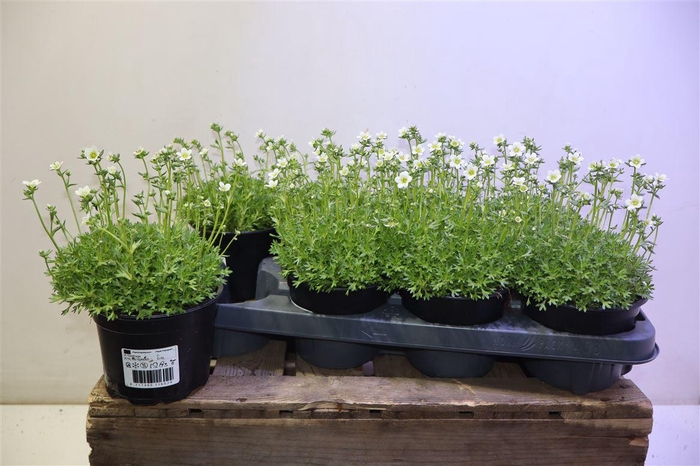 <h4>Saxif Ov White</h4>