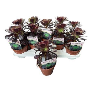 Aeonium Ab Velours