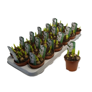 arr8 Scilla Siberica White