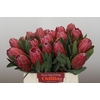 Protea Red Ice