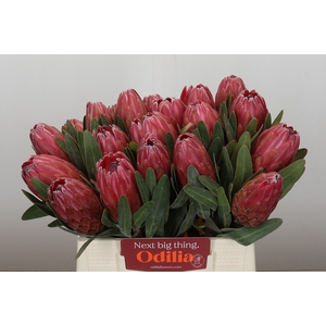 Protea Red Ice
