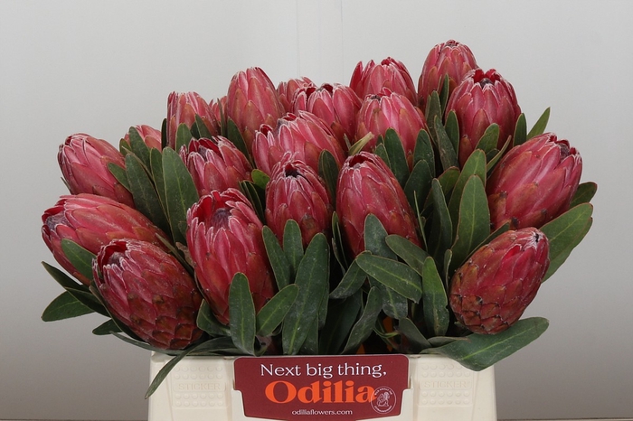 <h4>Protea Red Ice</h4>