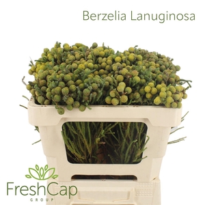 Berzelia lanuginosa