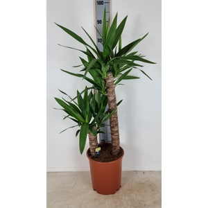YUC ELEPHANTIPES
