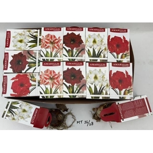 BLOEMBOL HIPPEASTRUM