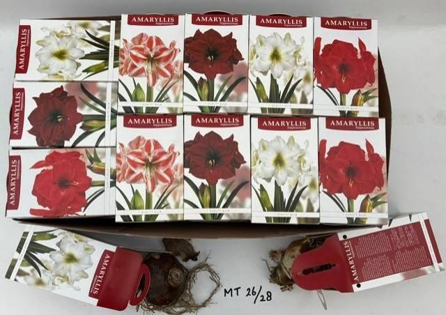 <h4>BLOEMBOL HIPPEASTRUM</h4>