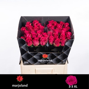 R Gr Xoch XL Marjoland