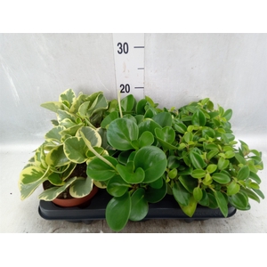 Peperomia   ...mix