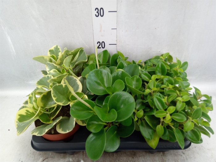 Peperomia   ...mix