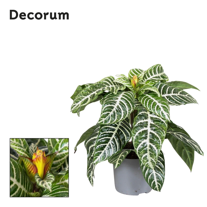 <h4>Aphelandra Squarrosa</h4>