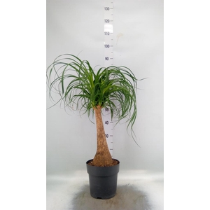 Beaucarnea recurvata