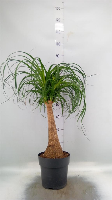 <h4>Beaucarnea recurvata</h4>