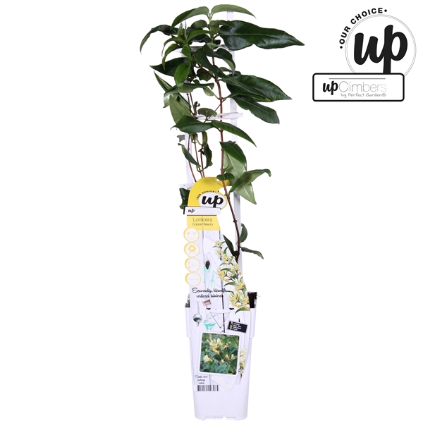 <h4>Lonicera henryi Copper Beauty P15</h4>