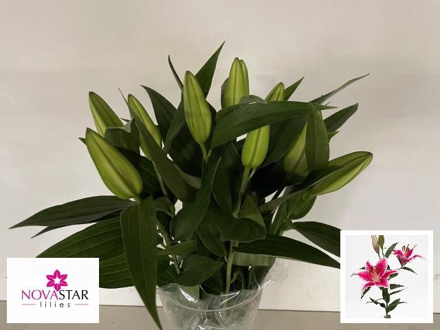 <h4>LI OR STARFIGHTER</h4>