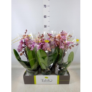 Phalaenopsis   ...rose