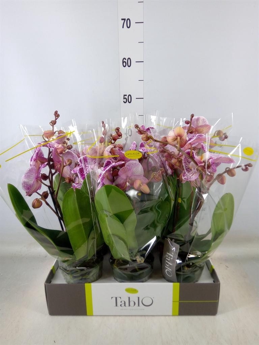 <h4>Phalaenopsis   ...rose</h4>