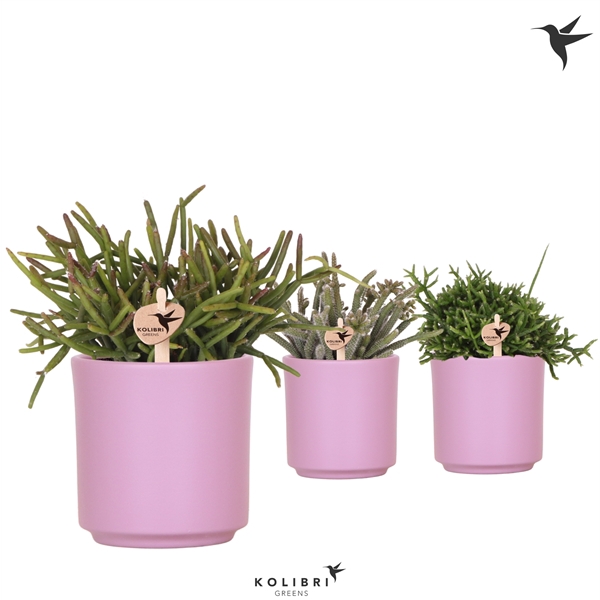 <h4>Kolibri Greens Rhipsalis mix in Simplicity pot violet</h4>