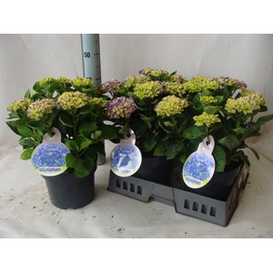 Hydrangea mac.