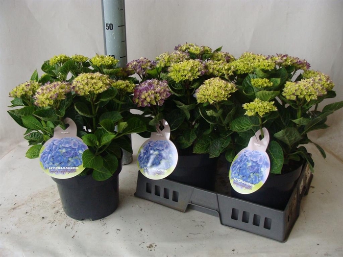 <h4>Hydrangea mac.</h4>