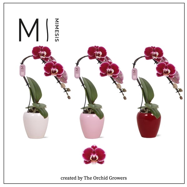 <h4>Mimesis Phal. Swan Red - 1 spike 7cm in Martine Mix Ceramic</h4>