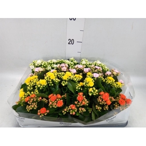 Kalanchoe blos.   ..rosebud rs fl 4