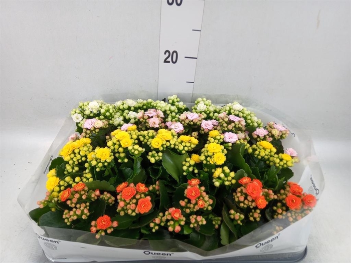 <h4>Kalanchoe blos.   ..rosebud rs fl 4</h4>