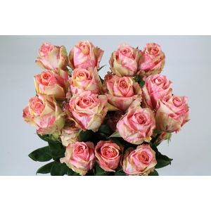 Rosa ec fiesta