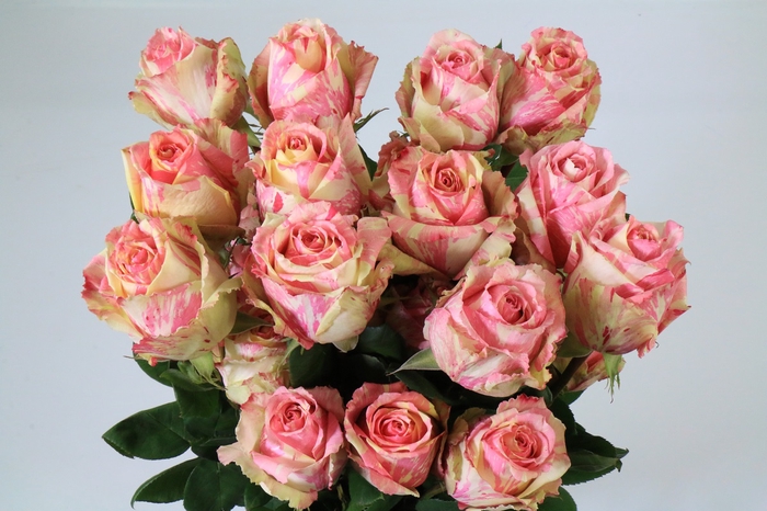 <h4>Rosa ec fiesta</h4>