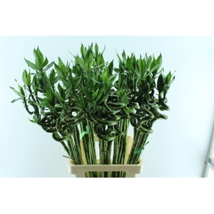 Drac S Lucky Bamboo 70cm