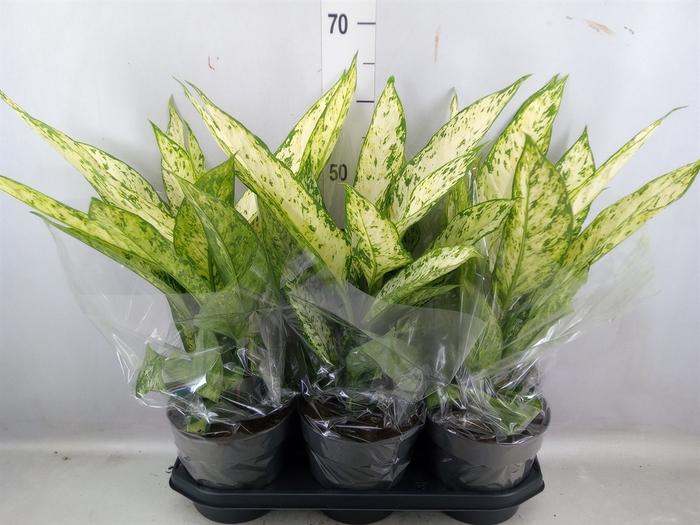 <h4>Dieffenbachia  'Vesuvius'</h4>