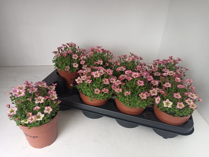 <h4>SAXIF AR ALP ROSE</h4>