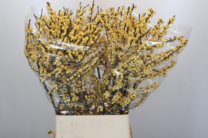 <h4>Ilex Citronella</h4>