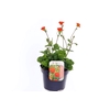 Geum coccineum Tosai