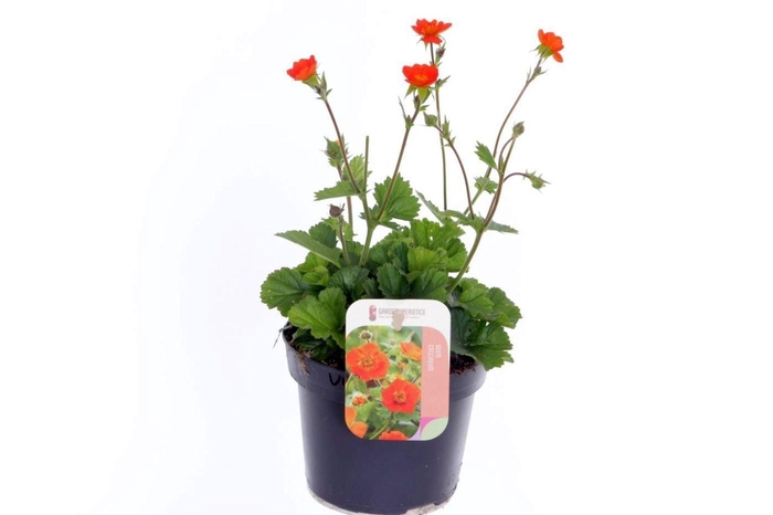 Geum coccineum Tosai