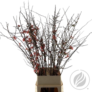 Chaenomeles Super 130cm