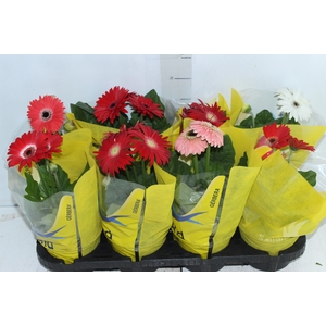 GERBERA P14 MIN 3 FLS