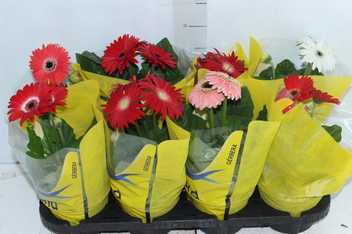 GERBERA P14 MIN 3 FLS