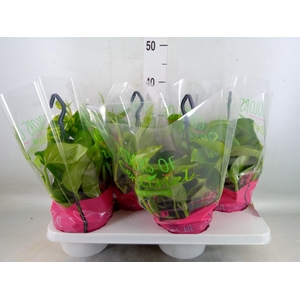 Epipremnum pinn.   HG