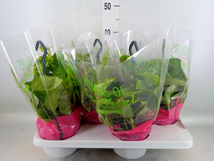 <h4>Epipremnum pinn.   HG</h4>